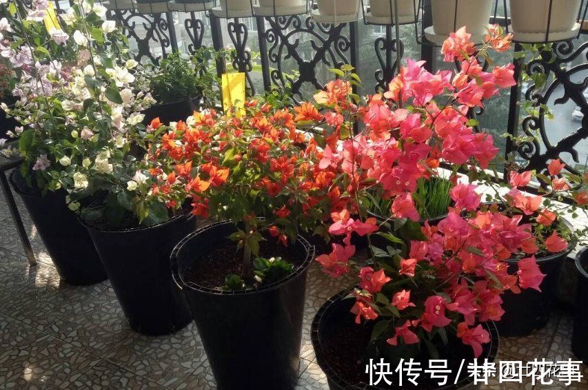 生长期|11月逛花市,如果遇见这种花,不妨“捡个漏”,能省不少钱