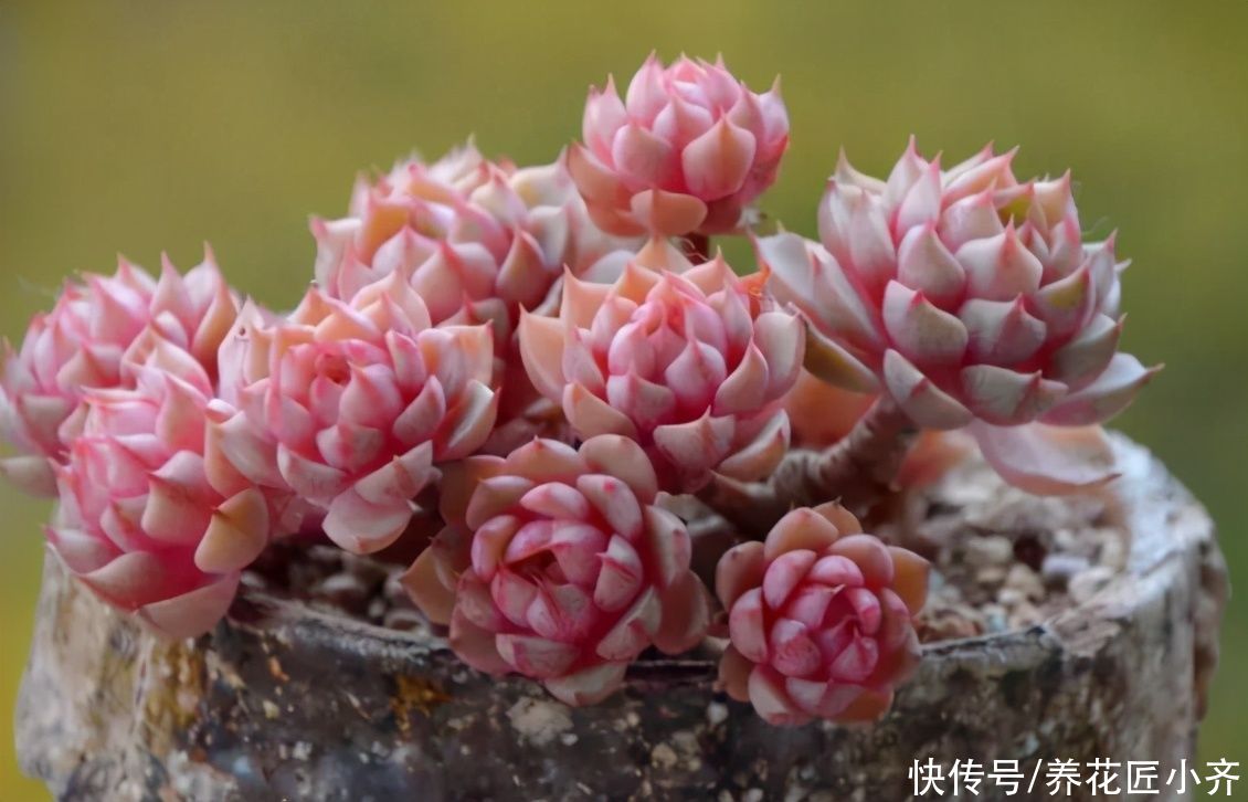 多肉植物|你知道养多肉出状态的方法吗？要保证它健康，先养活，再养状态