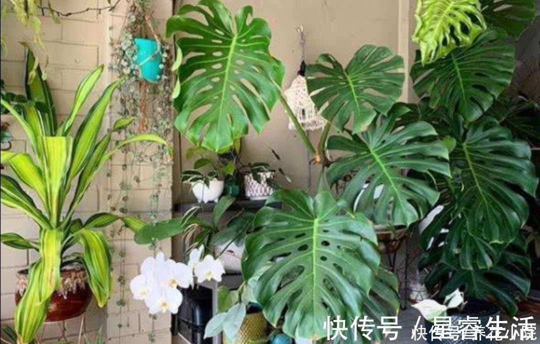 植株|家庭养花有讲究,这三大类花卉,建议别在室内养
