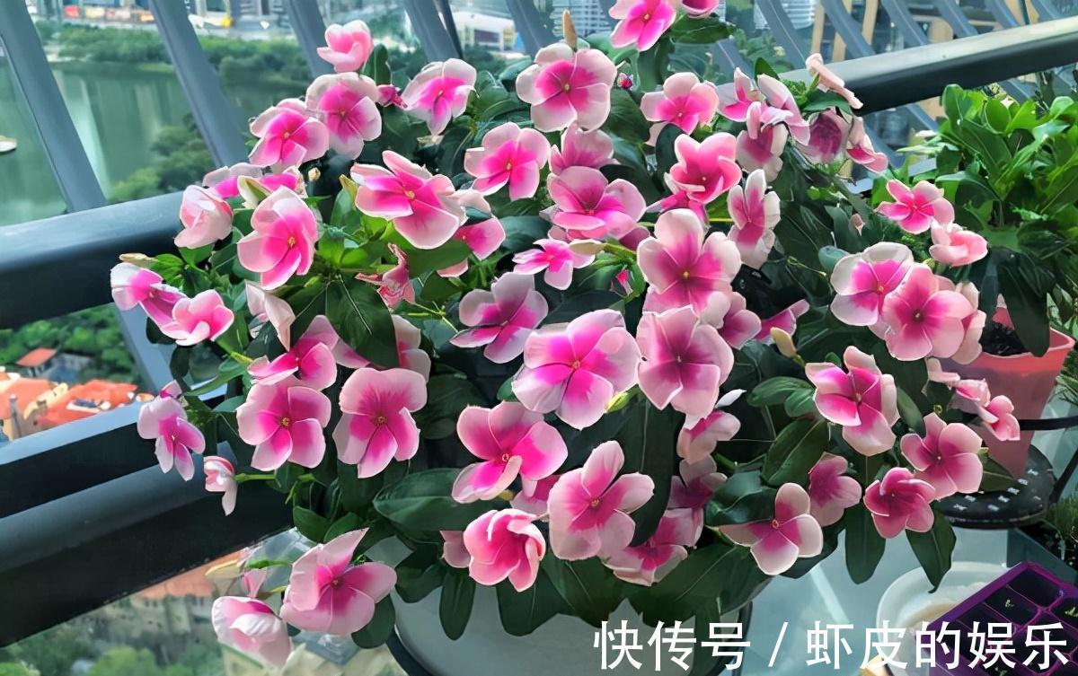 7种“勤快花”,就是“花机器”,365天开不败,从来不嫌累