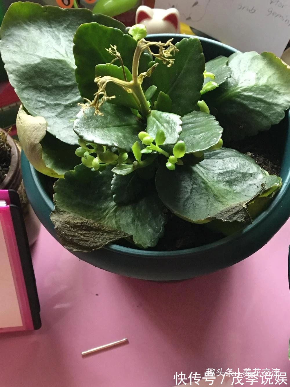 盆栽|室内盆栽长寿花开花指南,光照比肥料还重要,想要复花要学会修剪