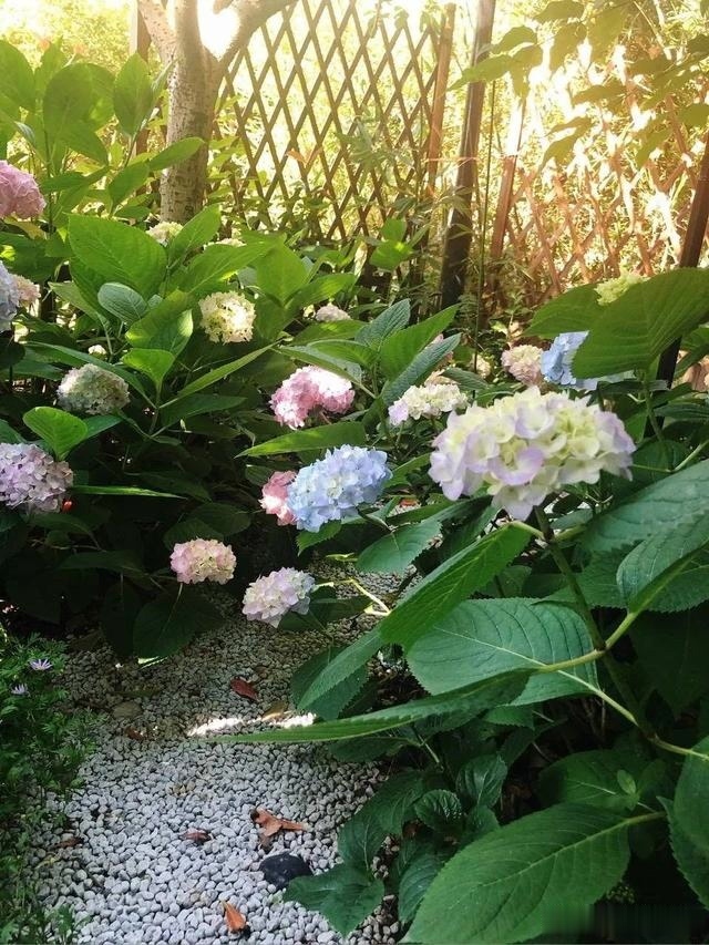 圆滚滚的绣球，瀑布般的花墙，这届花友也太会种花了吧
