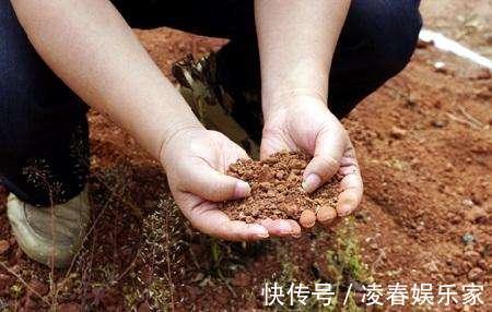 养花|养花不用买“土”，出门捡1麻袋“它”，用来养花，根系呼呼长！