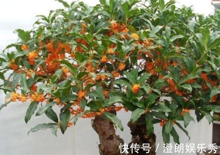 耧斗菜|4种花养家里,人养花,花也养人,花香四溢飘满屋,美