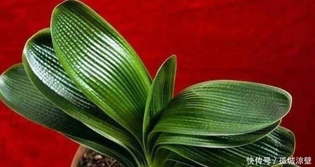 在水里滴点它,用来喷洒文竹、绿萝、君子兰,叶子立马绿得发亮