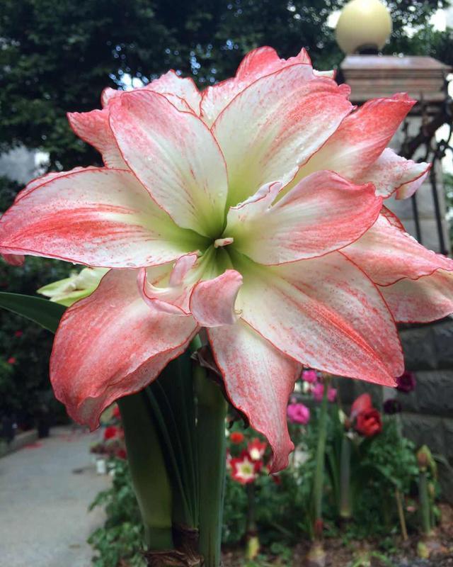 这花有个大肚子,里面全是水,1个月不浇照样活