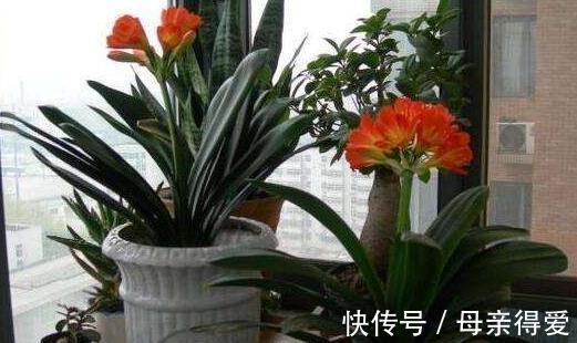 冬季养君子兰,浇上3种催花水,叶片翠绿,分分钟开花爆盆