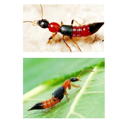 妈妈|两个月婴儿全身溃烂有脓,妈妈称家里不关窗,被“毒虫”趁虚而入