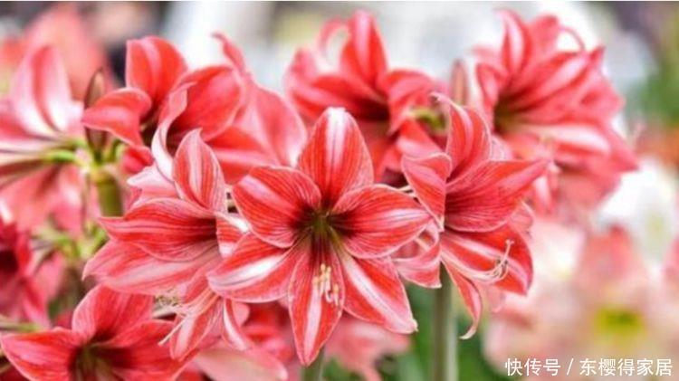 阳台养这种花,绽放漂亮花朵,开花一茬又一茬