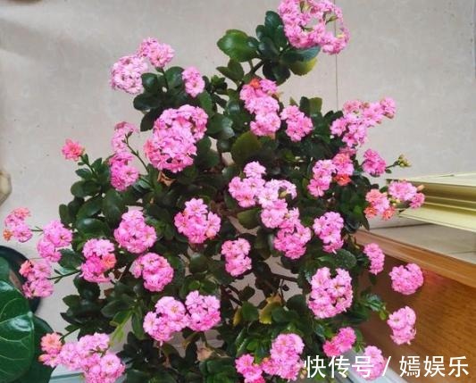 修剪|盆栽养殖长寿花,花谢就修剪、施肥,等一个月又能催花了