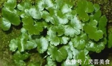 黄疸|农村天然野菜 食疗价值高 可以治疗黄疸 赤白痢疾