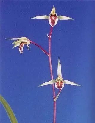 丸姬|日本寒兰欣赏