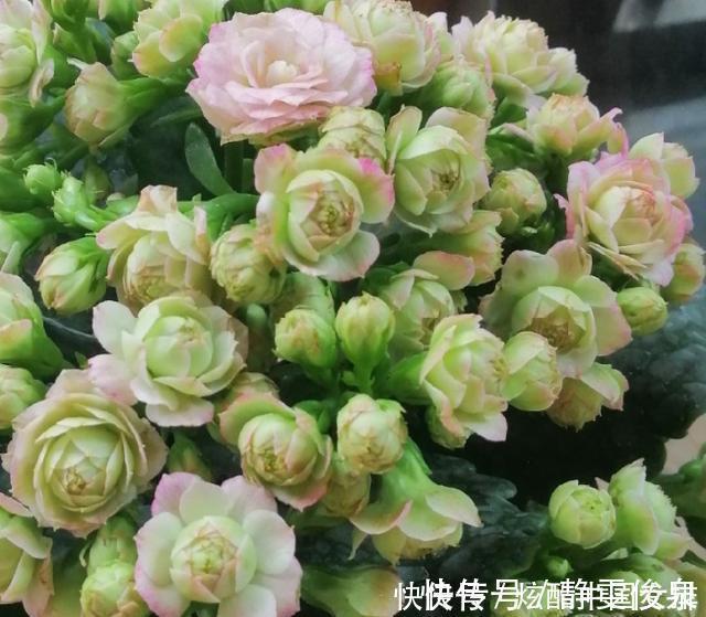 长寿花里的“5个经典品种”,各有各的美,看完都想养一盆