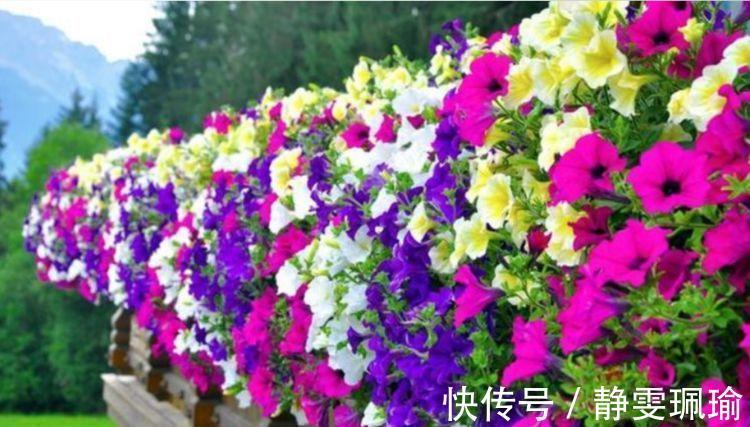 龙沙宝石|4种花深受花友的喜欢，开花爆盆很简单，花量大不操心