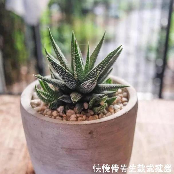 盆栽|多肉植物''夏必死''摸清5个门道，新手花友入手不再犯愁