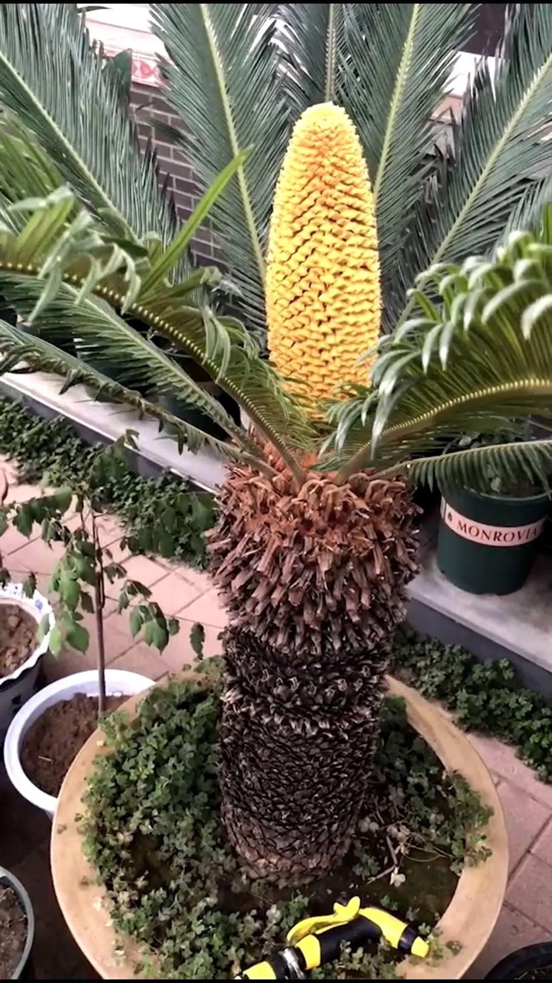 显摆一下我的家丨花开香满院，爱花人在自家庭院建小花园