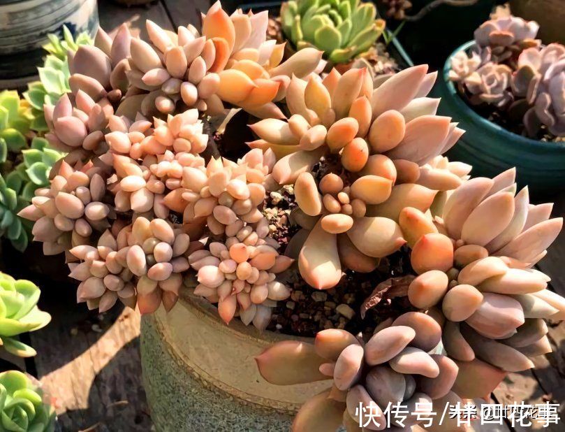 多肉一直独杆单头?6个小方法,轻松长满侧芽,独苗爆头变群生