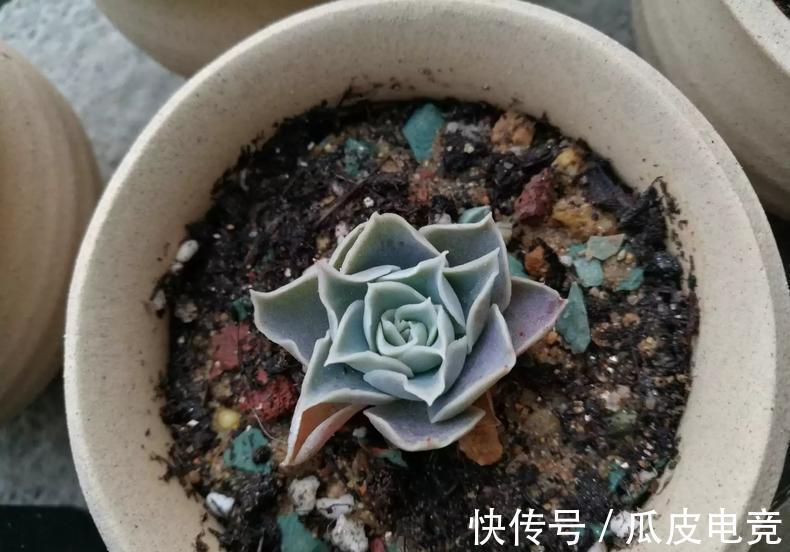 教你一招,把多肉养的萌胖萌胖的