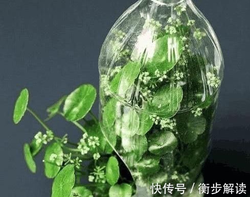 月饼盒|除了花盆之外，这些东西也是绝佳的养花神器，你用过吗？