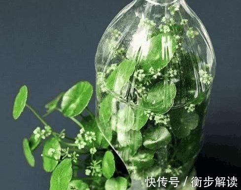 除了花盆之外,这些东西也是绝佳的养花神器,你用过吗?