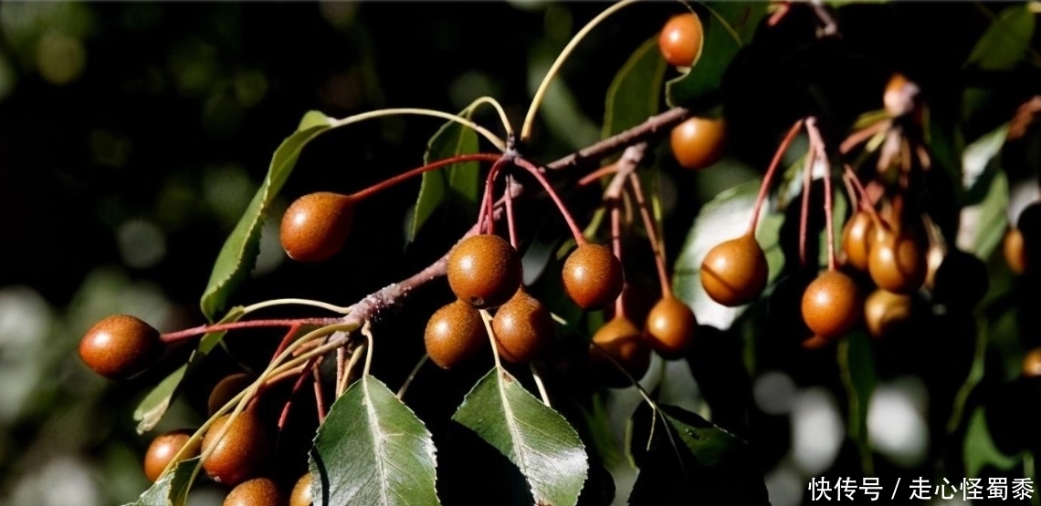 棠梨|山上的这种野果,我们叫它棠梨子,还能做糖葫芦,这种做法好吃