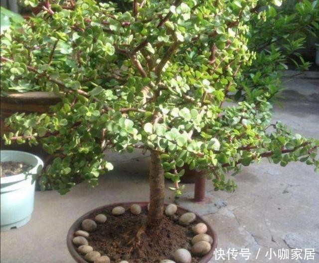 老桩|3种常见的植物,轻松养成老桩盆景,漂亮又美观