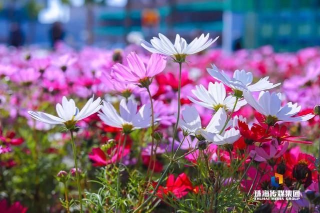 太养眼！茶花廊道、波斯菊花海、勒杜鹃廊道…海天公园上新啦