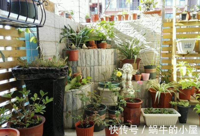 蚂蚁|6种土壤,养花害处大,是黄叶烂根的“罪魁祸首”