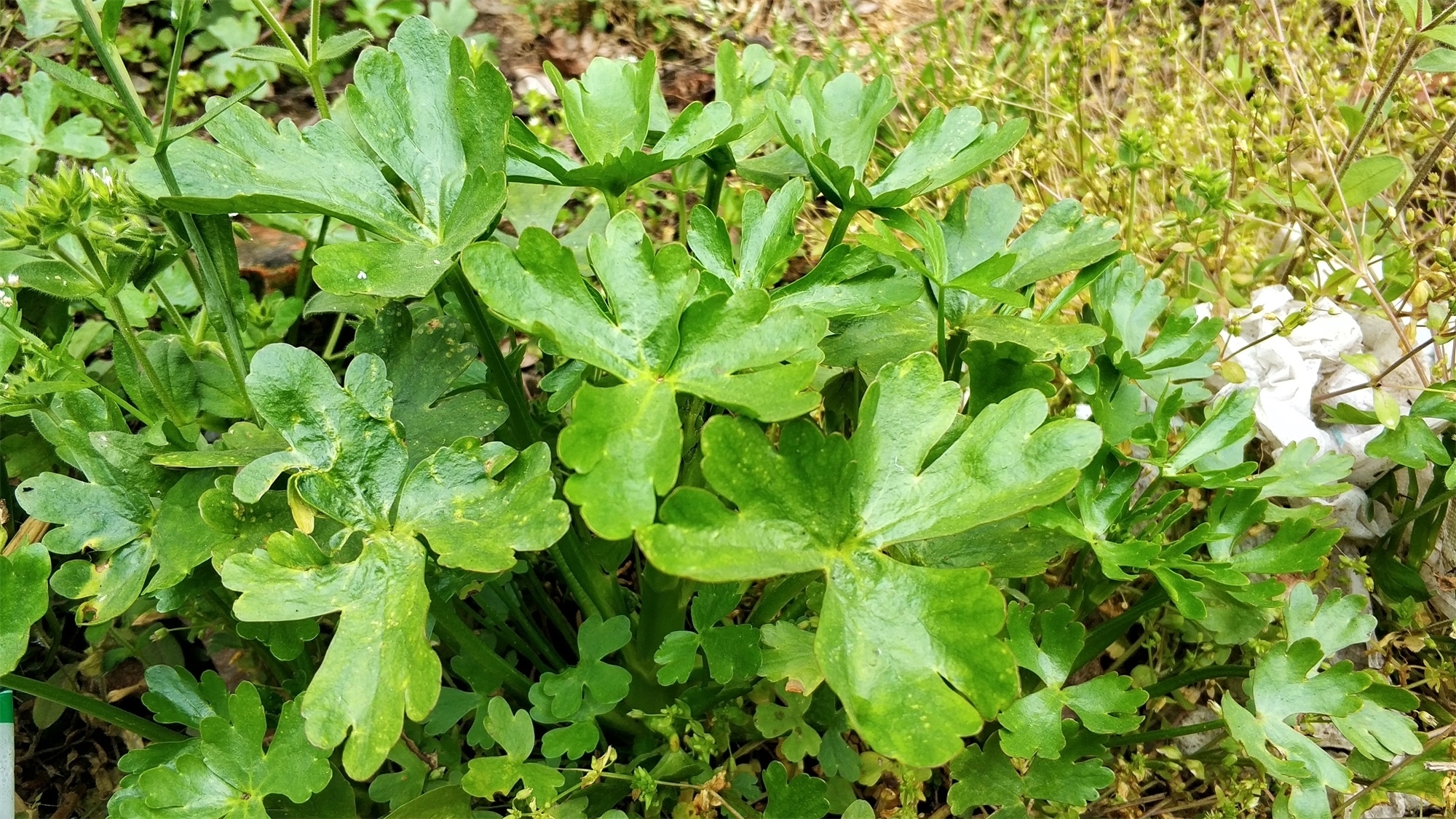 笔者|农村茅厕边野草,蛇见到就跑,人称“鬼见愁”,是民间治风湿良方