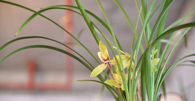 施肥|夏季养兰花要慎重,分清楚养护工作上的事,什么该做,什么不该做