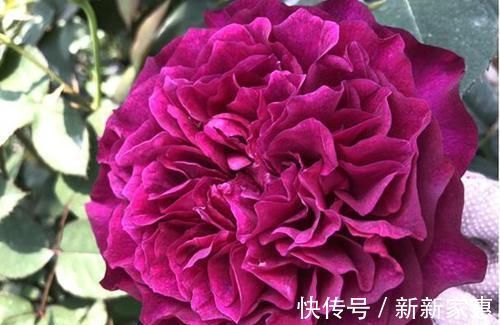 比牡丹还漂亮的月季，花色高贵又不失浪漫，香味浓郁，能四季开花