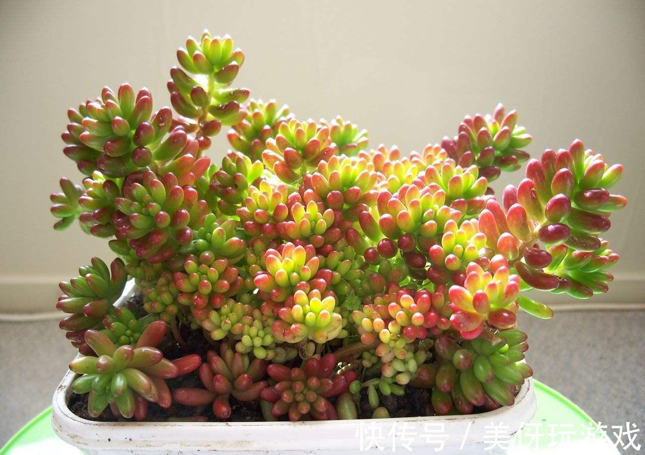 虹之玉多肉养护,微景观带给你细致的体验