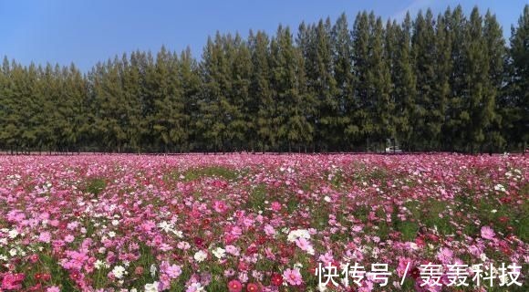 横财|未来15天，4属相富贵盈门，横财不断，生活如鱼得水，顺顺利利