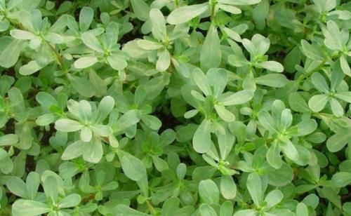 uv|想长寿全靠吃，3种食物换着吃，清肝明目，滋润肌肤，越吃越漂亮