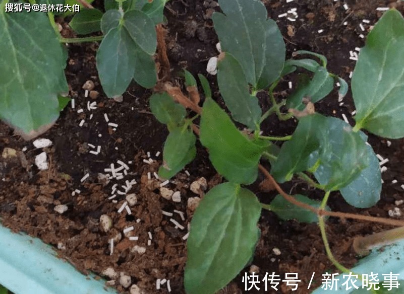 水溶液|此款“多功效”天然肥,有点脏,却备受农民青睐,还不用花钱