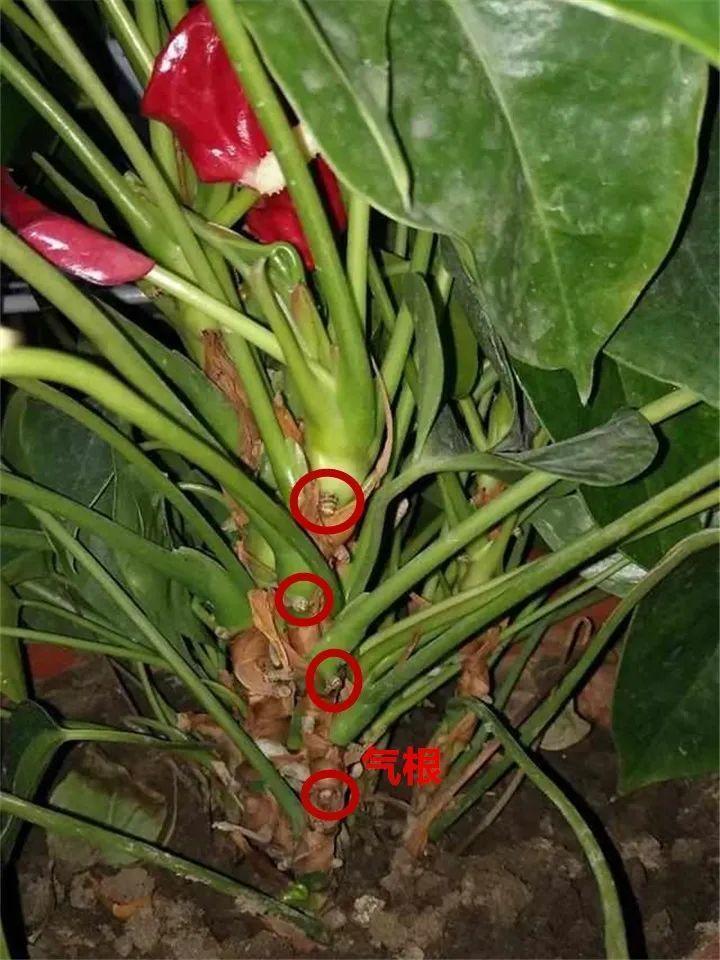 茉莉花扦插有机关,砍这一段枝条,插土里3天就活!