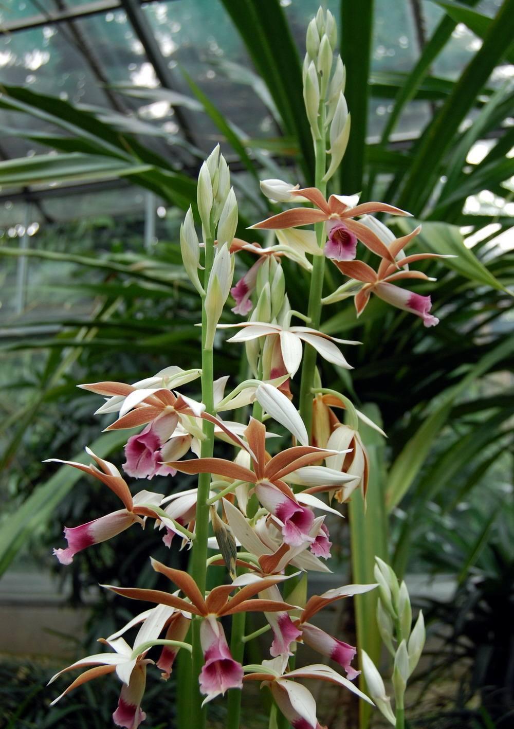 陷阱|兰花的四个“大误区”,看似有道理,实则很陷阱,别被人忽悠了