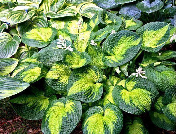 史上最耐阴的花,越阴凉越长得旺,绿萝虎皮兰靠边站