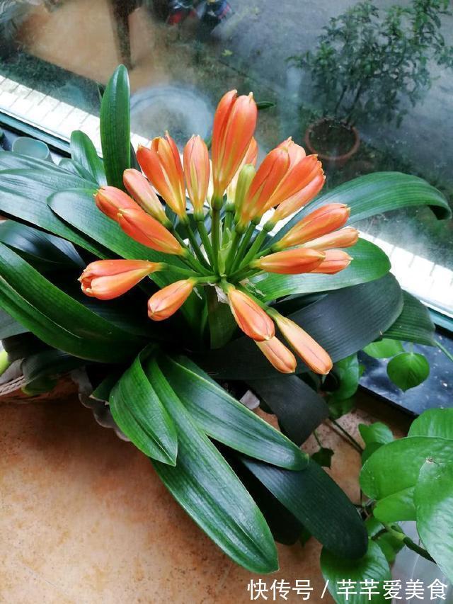 君子兰有“3怕2不喜”,避开了更爱长新叶,开花也会多一些