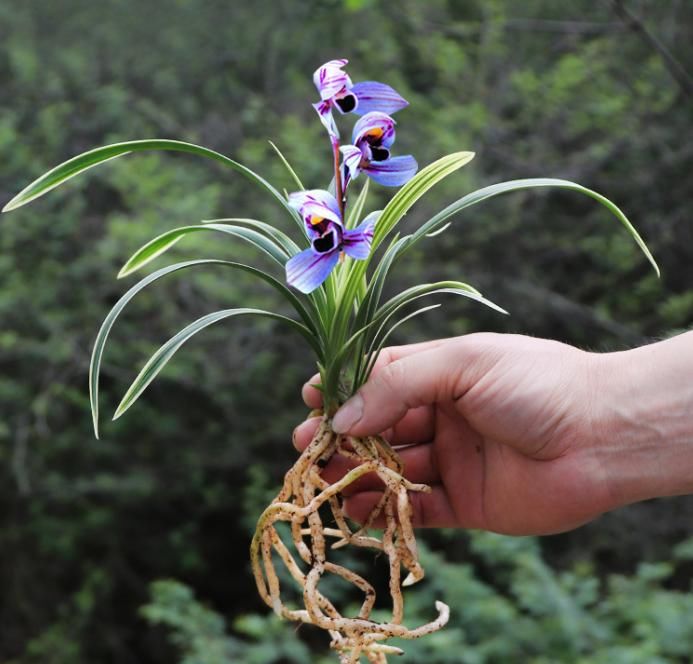  花香|开紫花的建兰名品，叶带金边线艺，花香醇正浓郁，深受花迷青睐