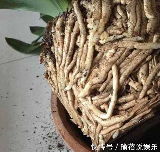 家里来人不小心打翻了父亲养了十几年的君子兰,家里人顿时傻眼了