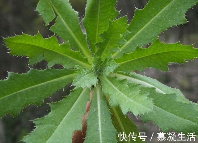 吃法|68种野菜图片,教你认识不同的野菜和吃法,你想要的野菜这里都有