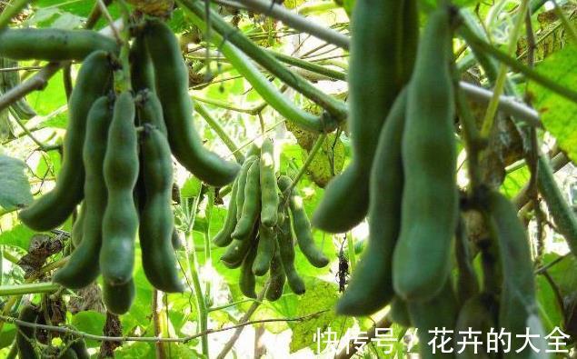 野菜|农村一野菜,是“护腰圣手”,治腰脊酸痛,清热凉血,了解下