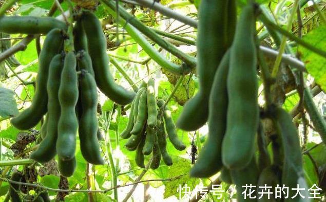 野菜|农村一野菜，是“护腰圣手”，治腰脊酸痛，清热凉血，了解下