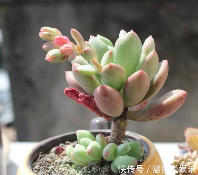 家养多肉,就养这“3种”,叶片肥、颜色艳,养成老桩,价值翻番