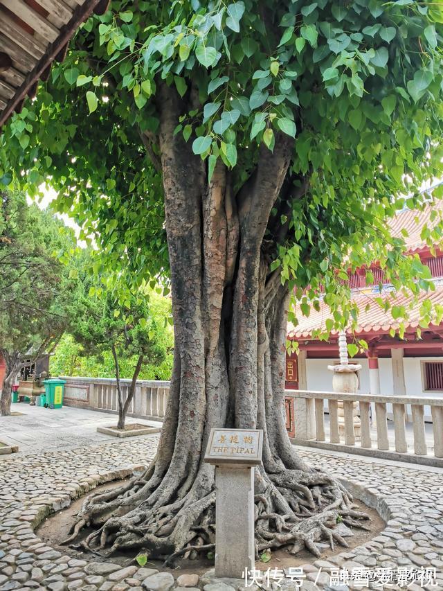 气息|中国寺庙最好的模样：绝无任何商业气息，连收款码都没有