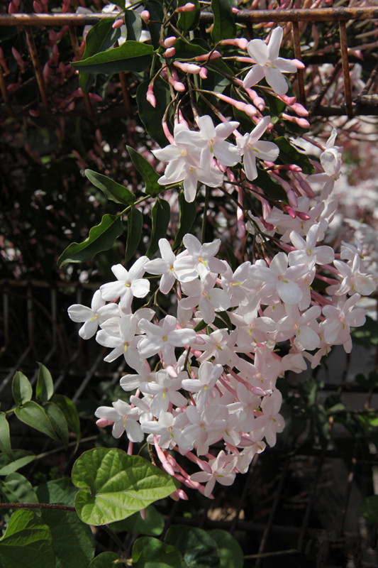 适合新手养的花，丢土里就能活，两个月开花，花色丰富多彩