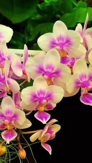 极品兰花（美醉了！）