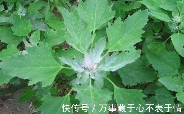 野花野草|农村此种蒲公英，人称“石灰菜”，价值珍贵，对女性很有好处！