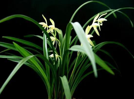 浇灌|兰花要想美,用对此几种水,结果出乎你的意料